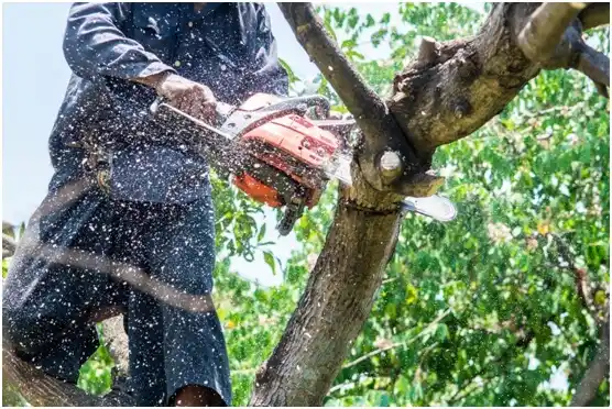 tree services Bardwell